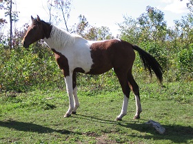 T-Boucly Sonnenwender Sylver